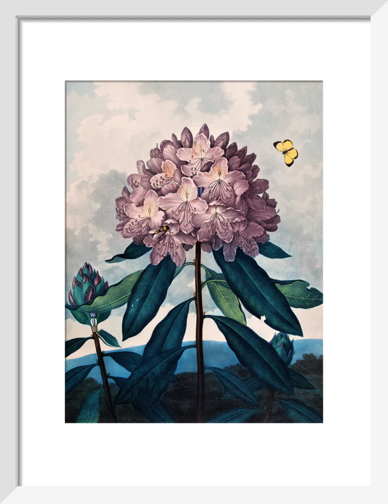 The Pontic Rhododendron by Robert John Thornton - Image 4