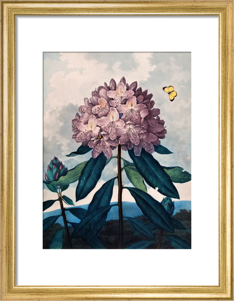 The Pontic Rhododendron by Robert John Thornton - Image 5