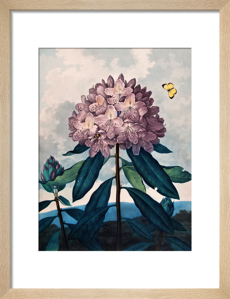 The Pontic Rhododendron by Robert John Thornton - Image 6