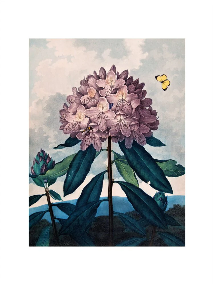The Pontic Rhododendron by Robert John Thornton - Image 7