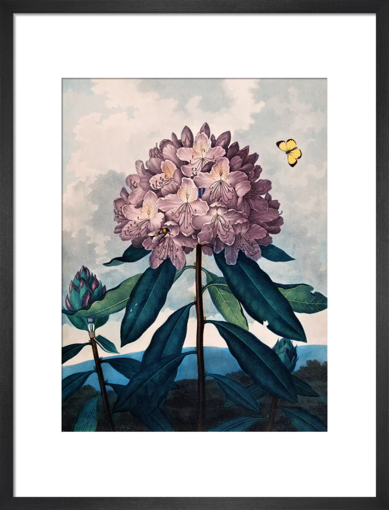 The Pontic Rhododendron by Robert John Thornton - Image 8