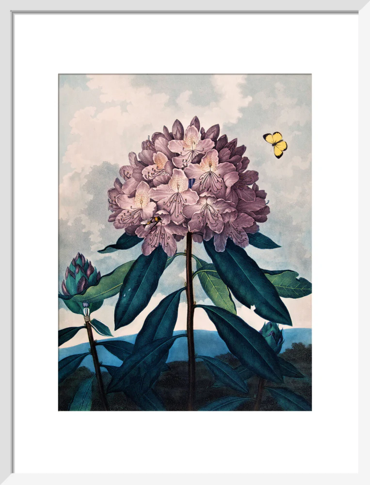 The Pontic Rhododendron by Robert John Thornton - Image 9