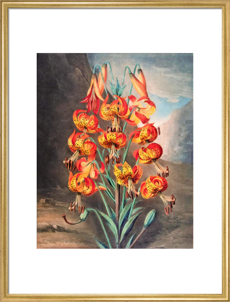 The Superb Lily by Robert John Thornton - Image 15