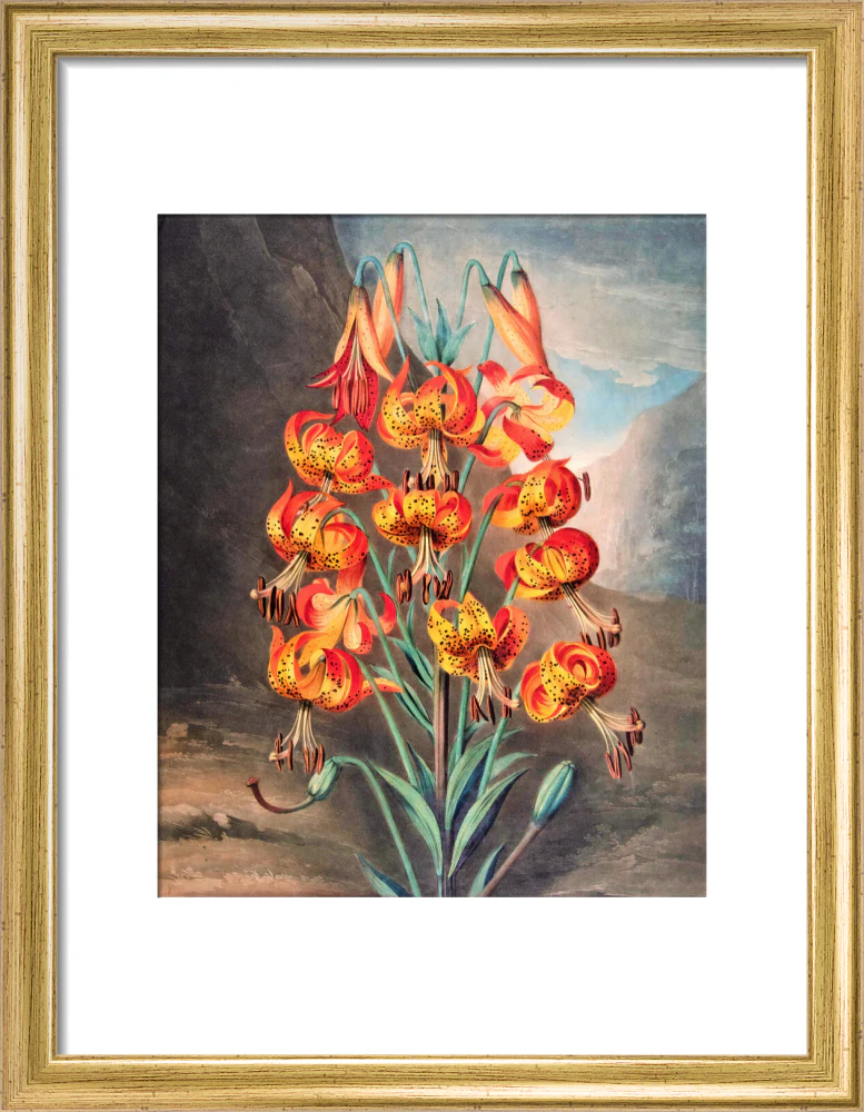 The Superb Lily by Robert John Thornton - Image 5