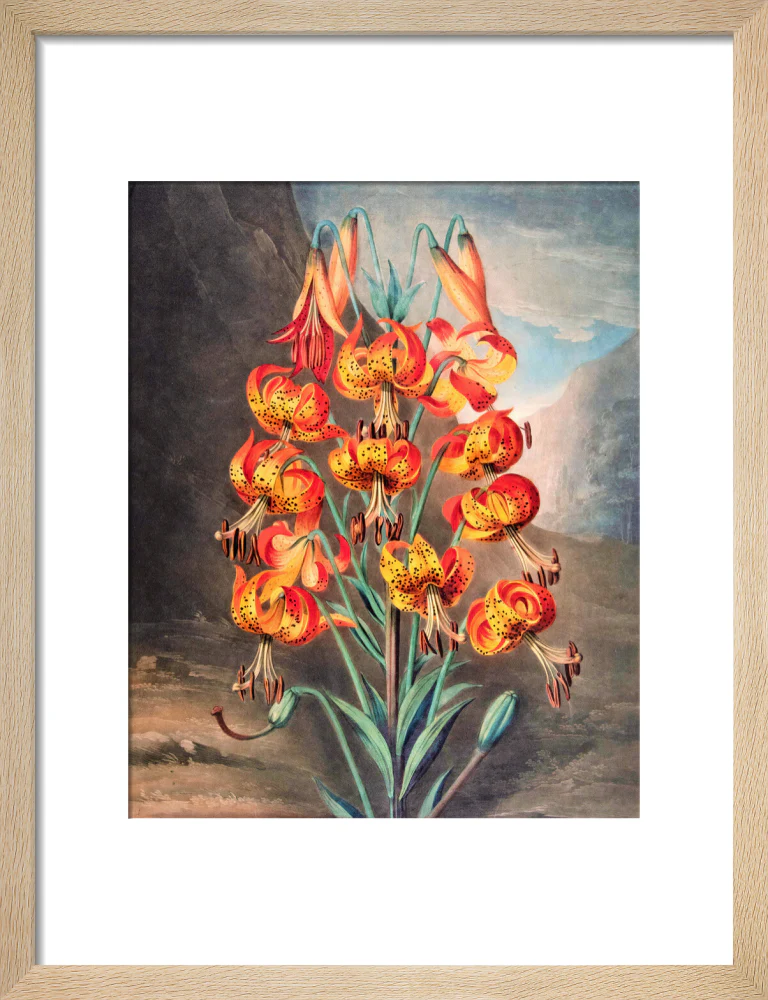 The Superb Lily by Robert John Thornton - Image 6