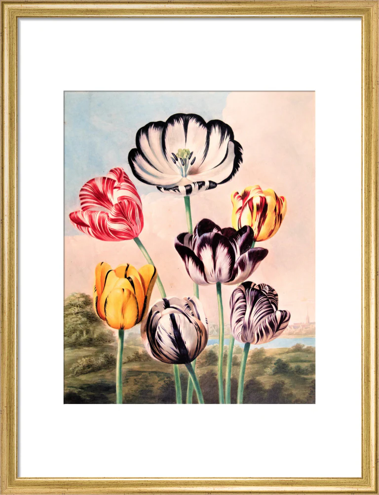 Tulips by Robert John Thornton - Image 10