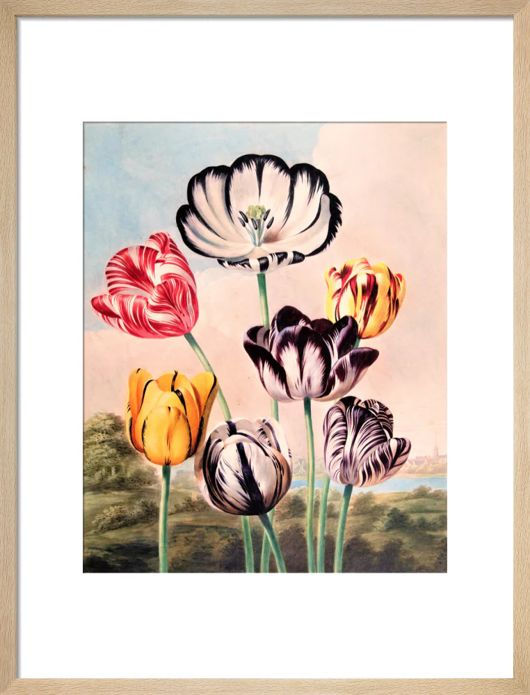 Tulips by Robert John Thornton - Image 11