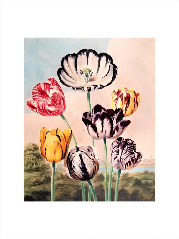 Tulips by Robert John Thornton - Image 12