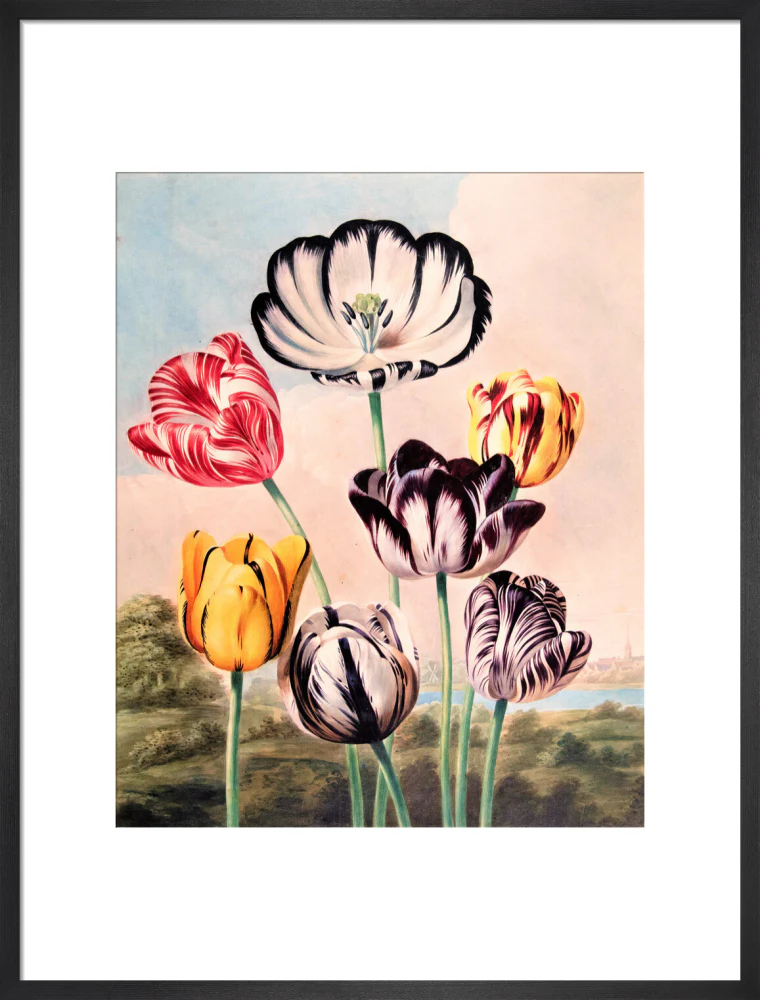 Tulips by Robert John Thornton - Image 13