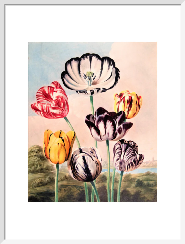 Tulips by Robert John Thornton - Image 14
