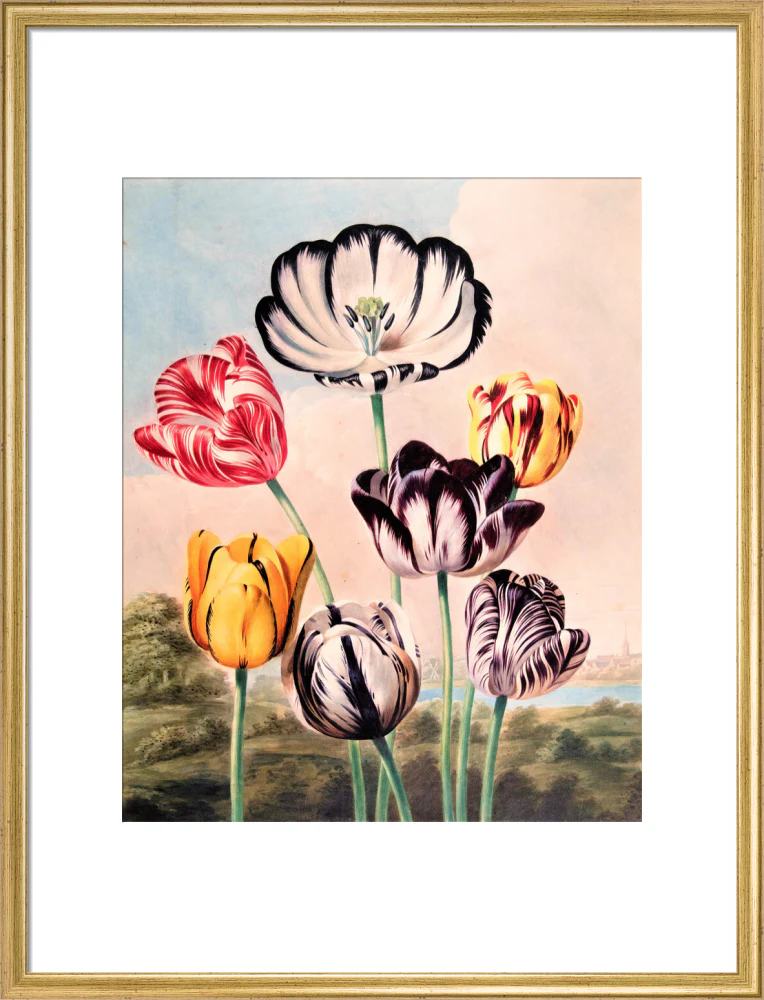 Tulips by Robert John Thornton - Image 15