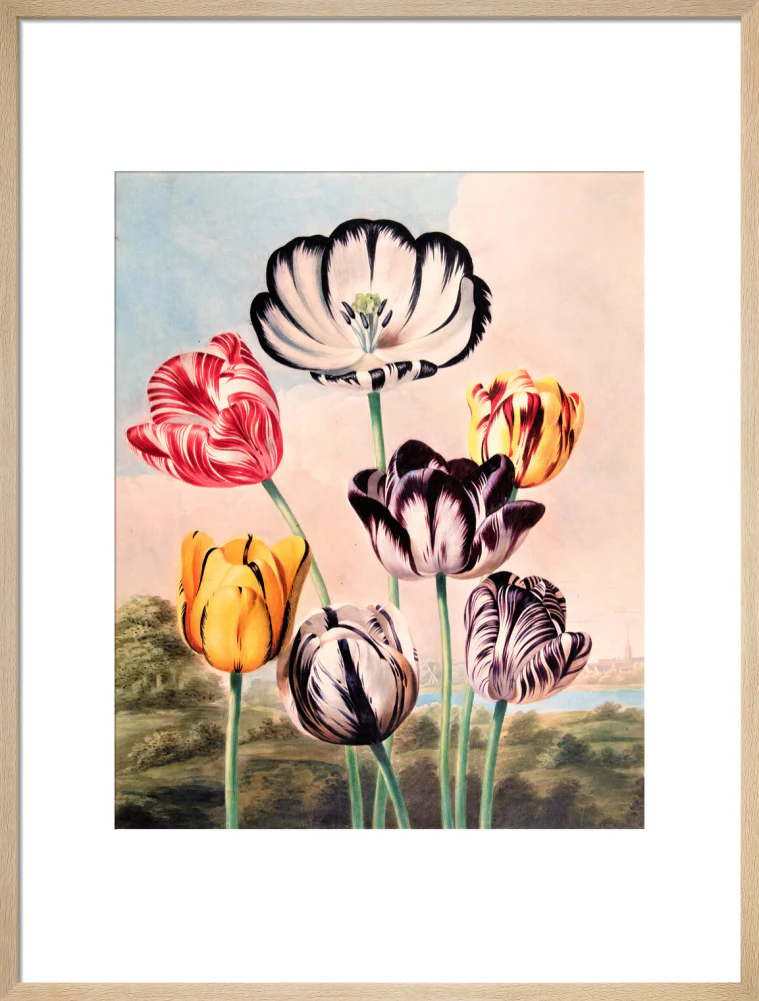 Tulips by Robert John Thornton - Image 16
