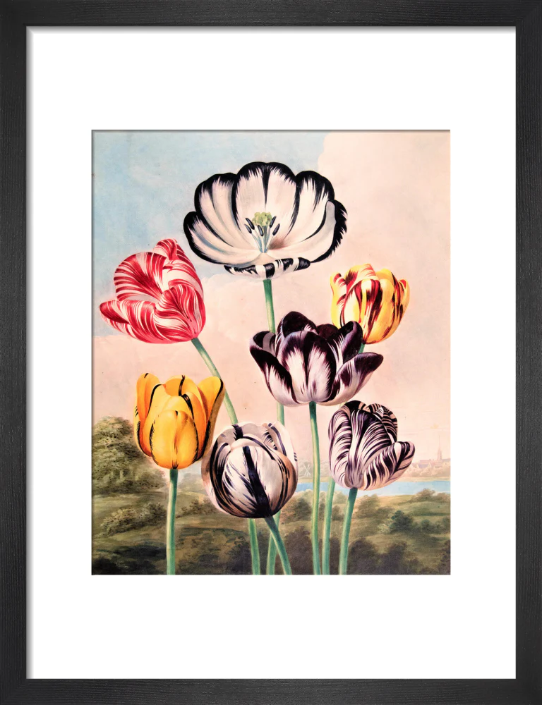 Tulips by Robert John Thornton - Image 3