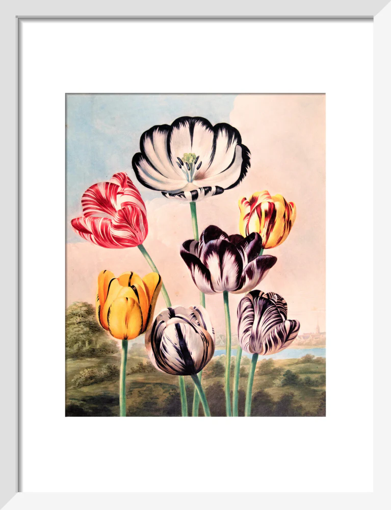 Tulips by Robert John Thornton - Image 4