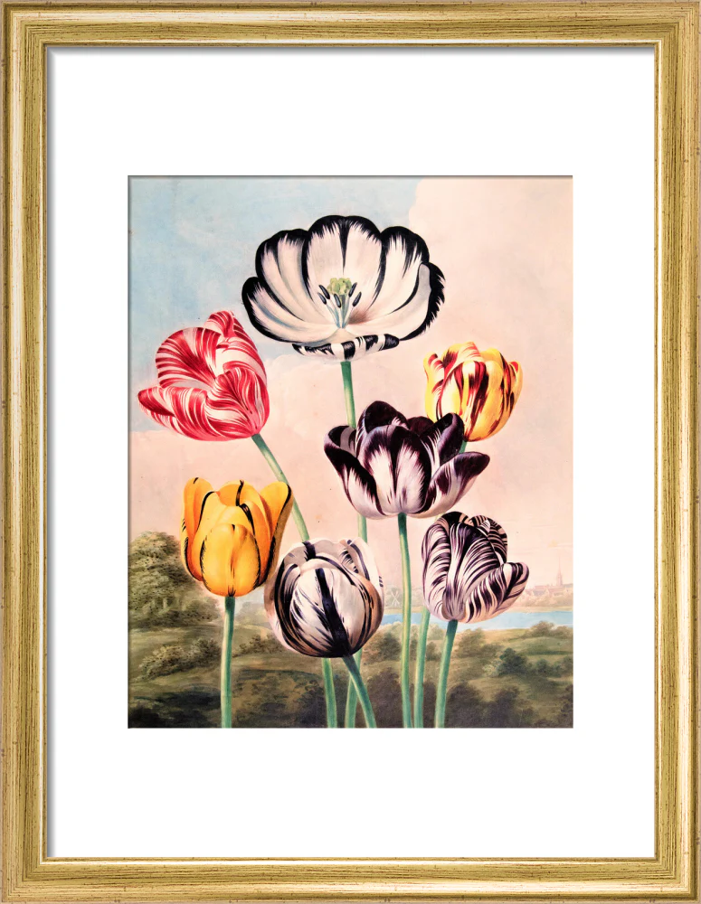 Tulips by Robert John Thornton - Image 5