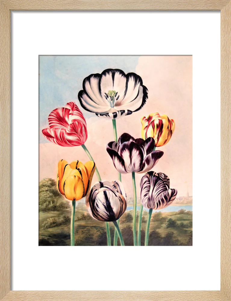 Tulips by Robert John Thornton - Image 6