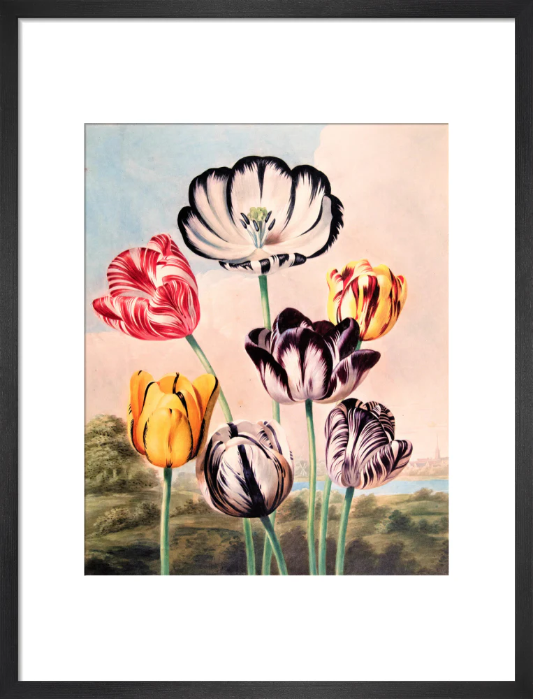 Tulips by Robert John Thornton - Image 8