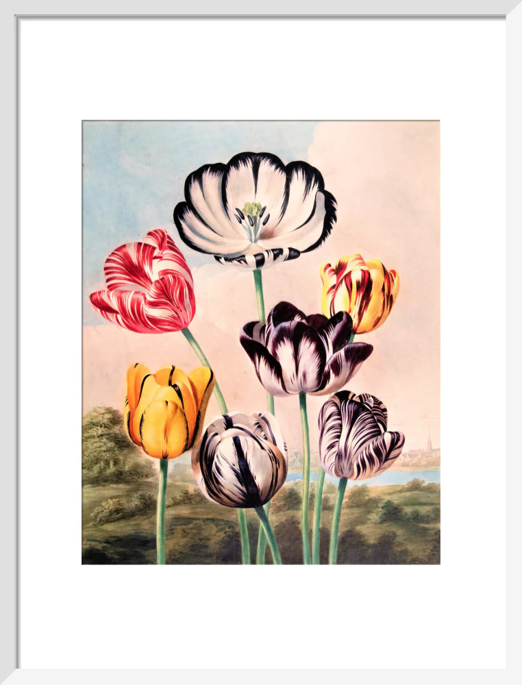 Tulips by Robert John Thornton - Image 9