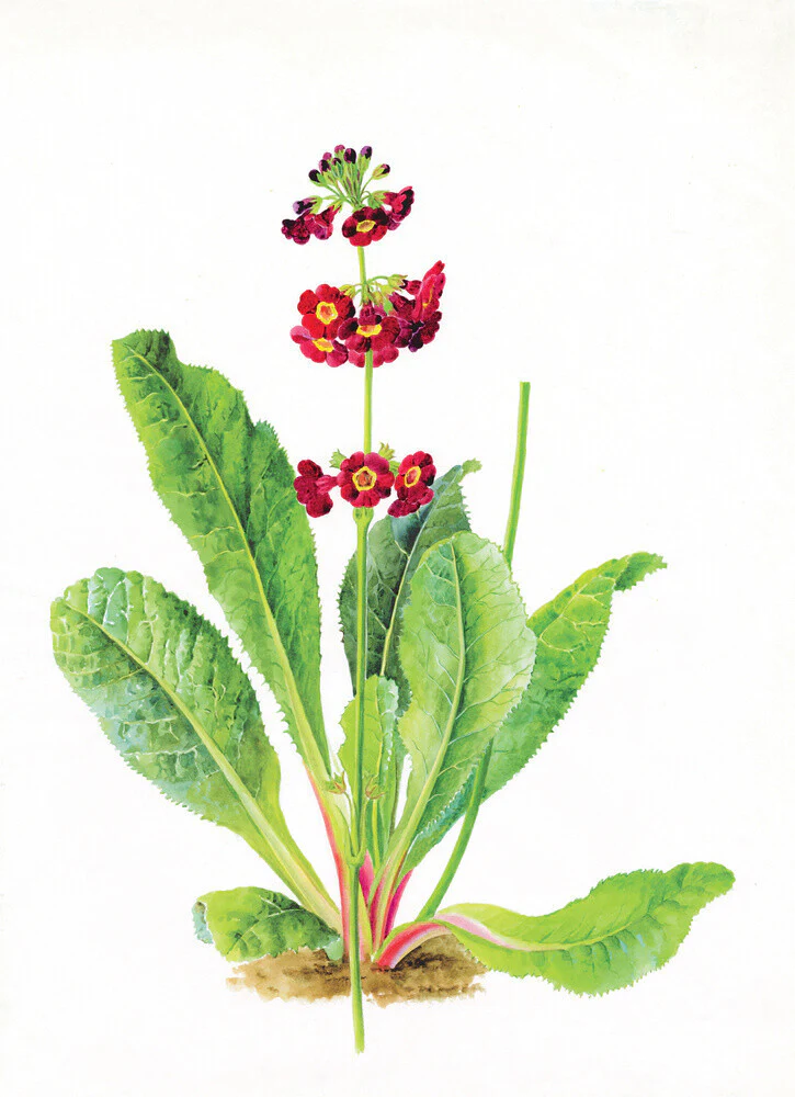 Primula anisodora by Lillian Snelling