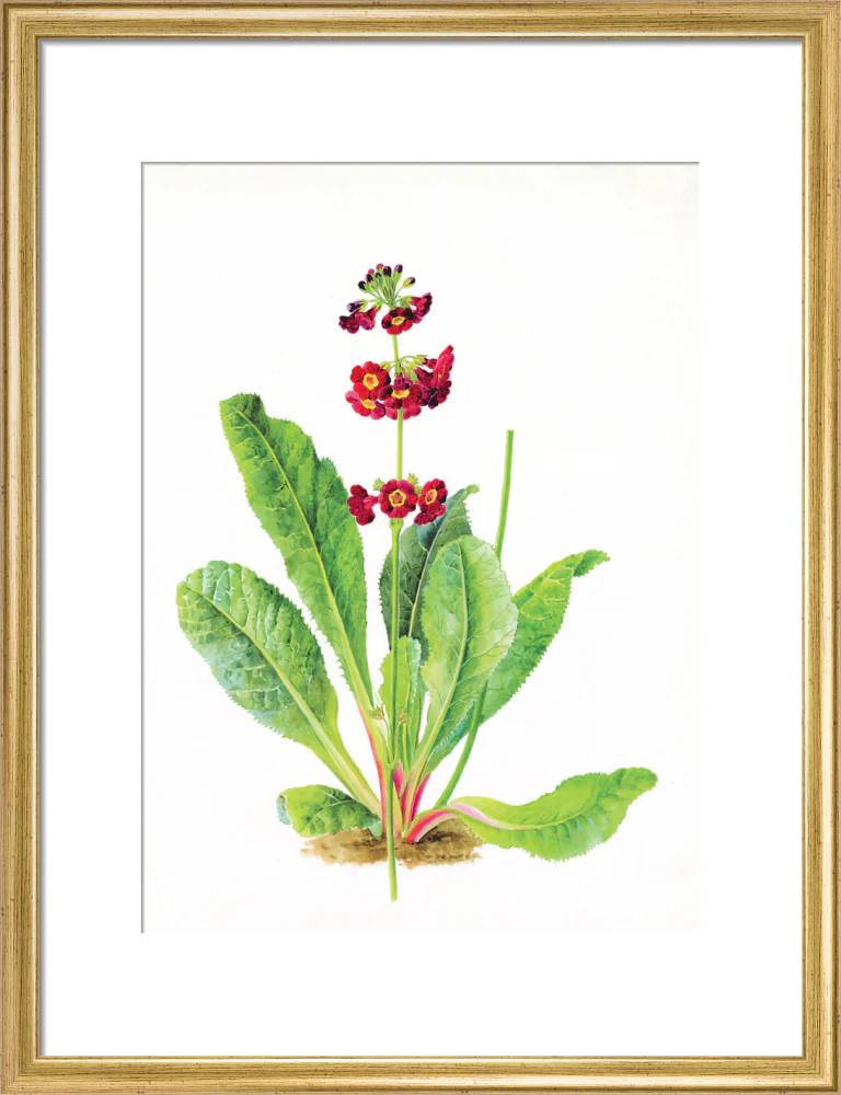 Primula anisodora by Lillian Snelling - Image 10