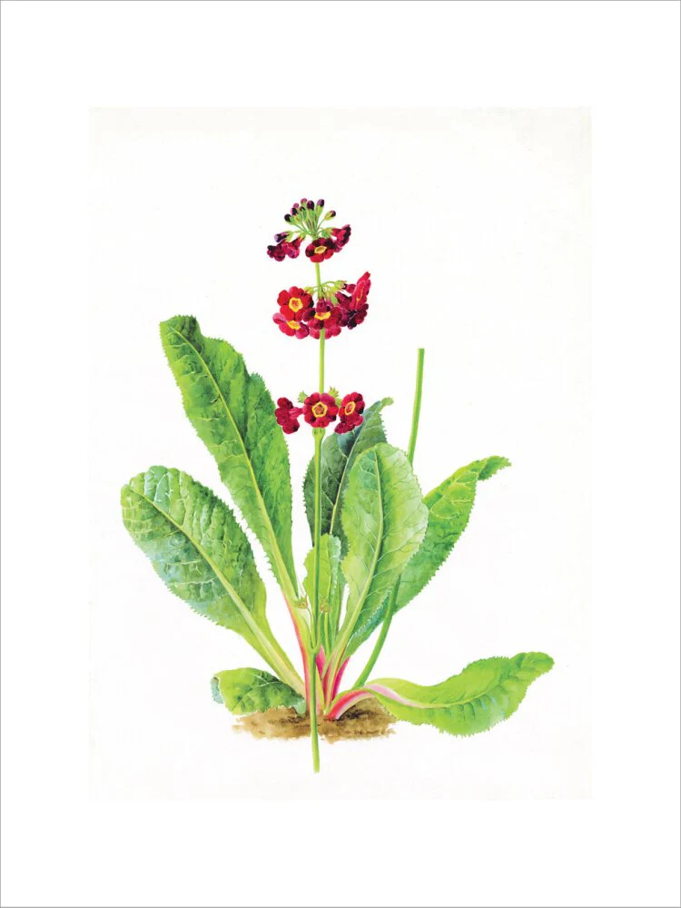 Primula anisodora by Lillian Snelling - Image 12
