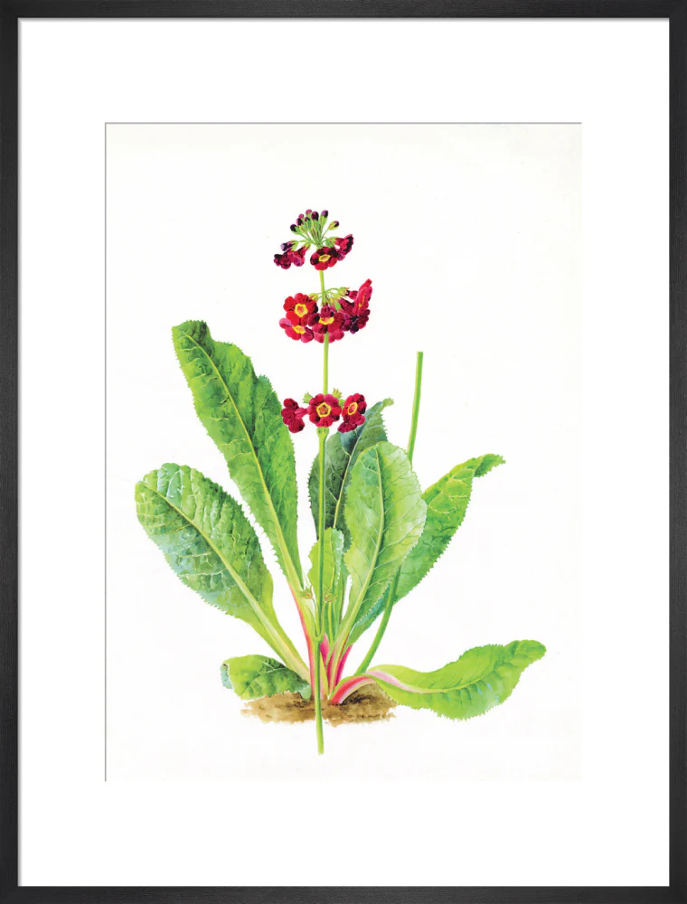 Primula anisodora by Lillian Snelling - Image 13