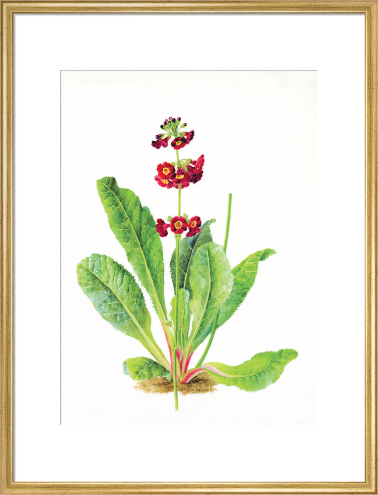 Primula anisodora by Lillian Snelling - Image 15