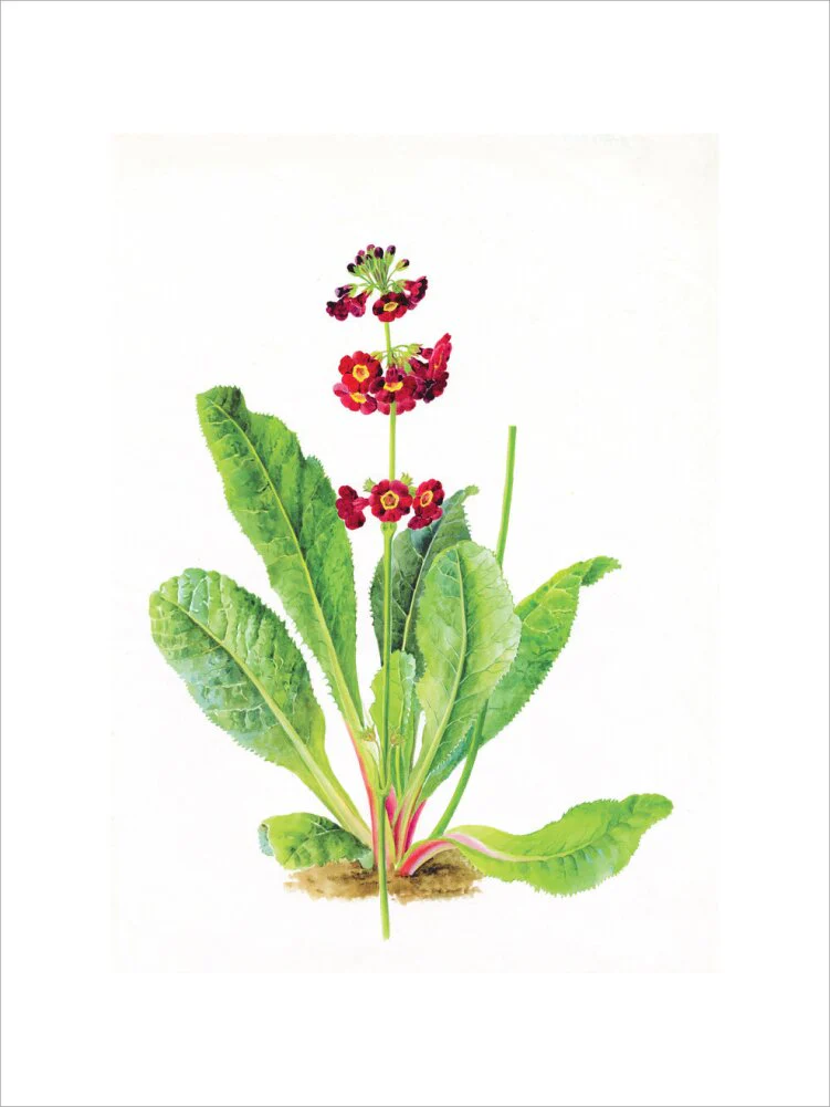 Primula anisodora by Lillian Snelling - Image 2