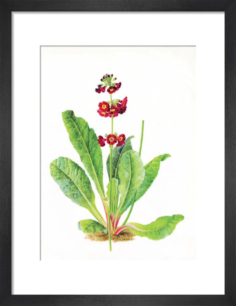 Primula anisodora by Lillian Snelling - Image 3