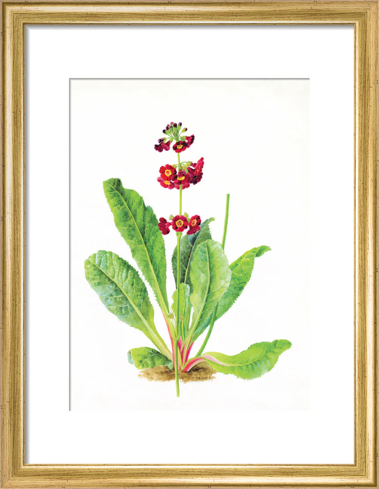 Primula anisodora by Lillian Snelling - Image 5