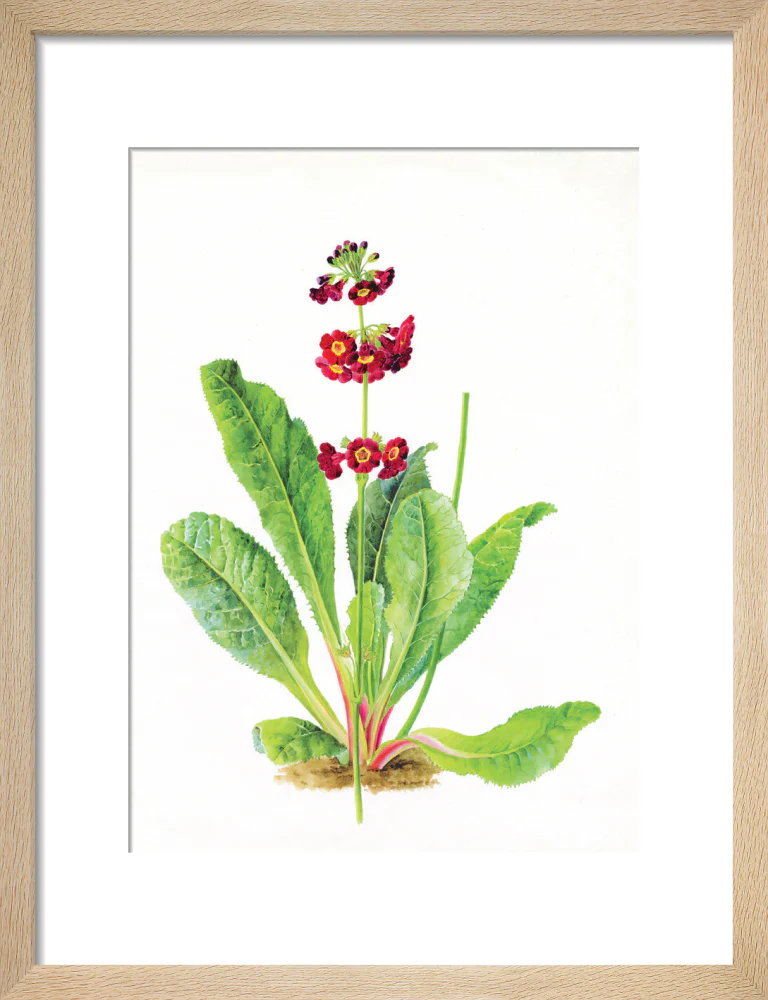 Primula anisodora by Lillian Snelling - Image 6