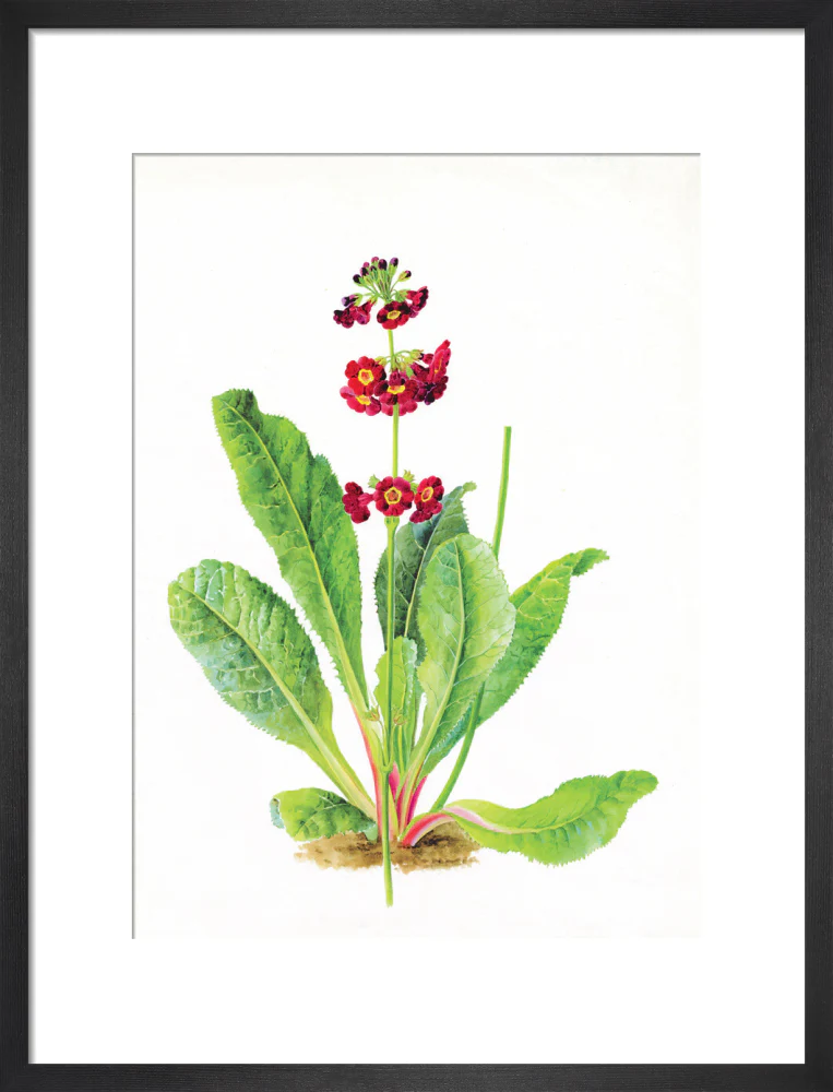Primula anisodora by Lillian Snelling - Image 8