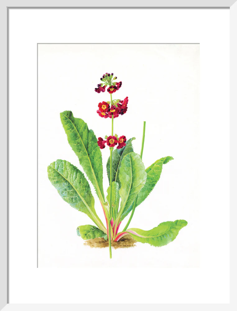 Primula anisodora by Lillian Snelling - Image 9