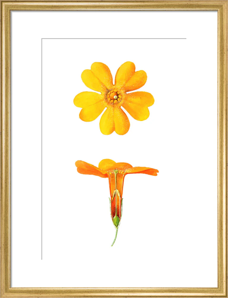 Primula bulleyana Detail by Lillian Snelling - Image 10