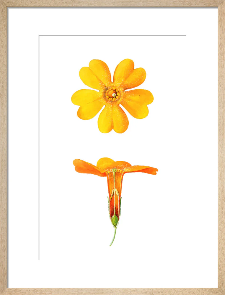 Primula bulleyana Detail by Lillian Snelling - Image 11