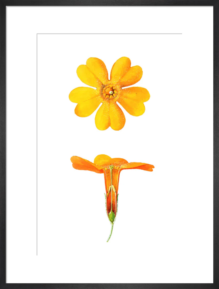 Primula bulleyana Detail by Lillian Snelling - Image 13