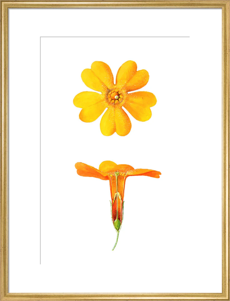 Primula bulleyana Detail by Lillian Snelling - Image 15
