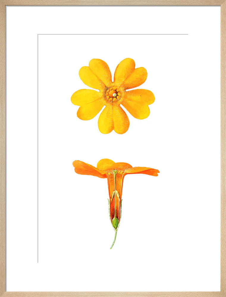 Primula bulleyana Detail by Lillian Snelling - Image 16