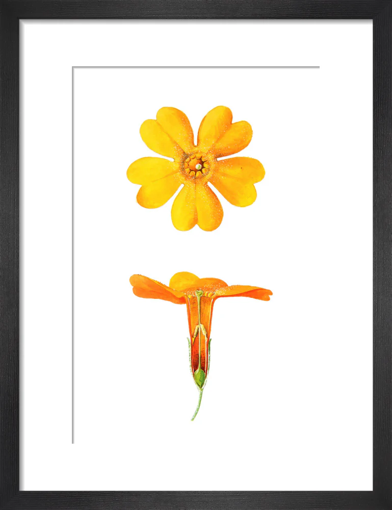 Primula bulleyana Detail by Lillian Snelling - Image 3