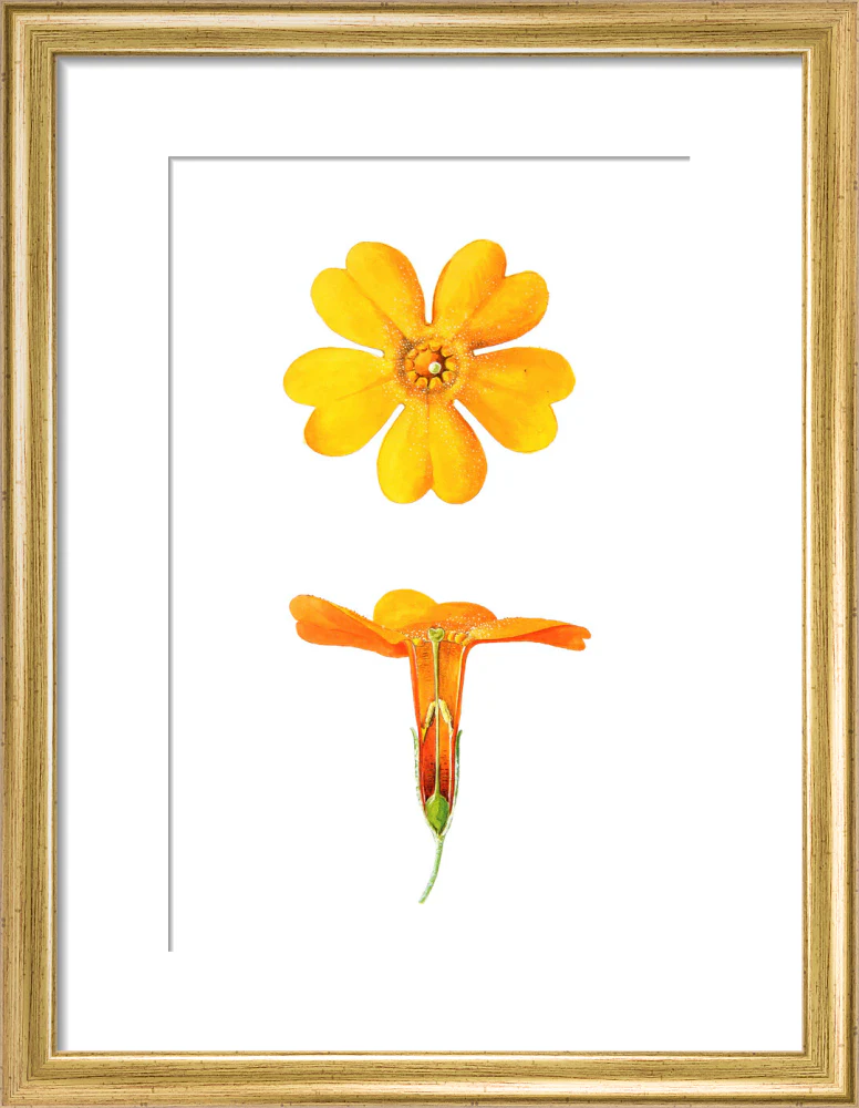 Primula bulleyana Detail by Lillian Snelling - Image 5