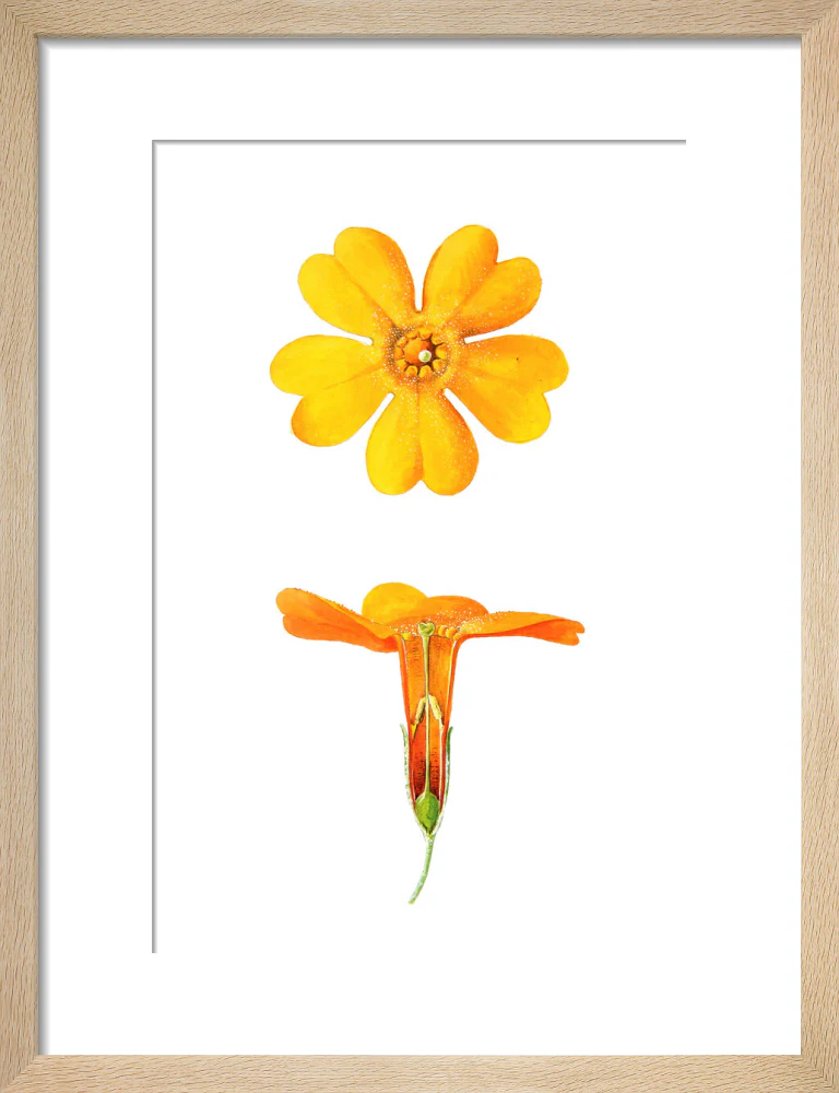 Primula bulleyana Detail by Lillian Snelling - Image 6