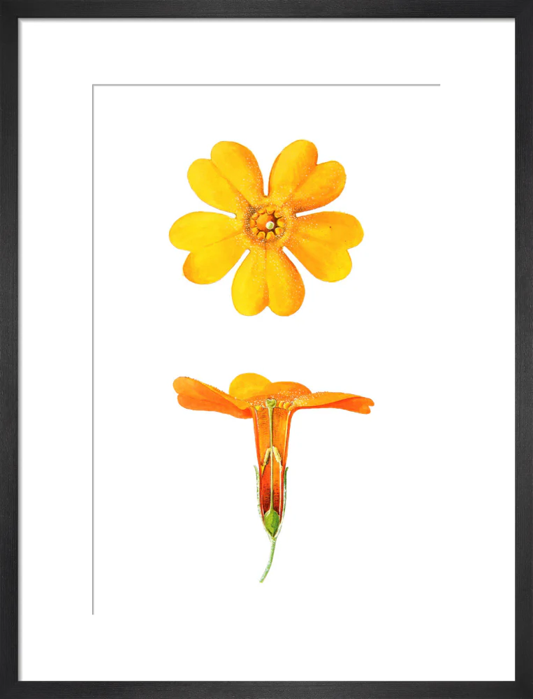 Primula bulleyana Detail by Lillian Snelling - Image 8