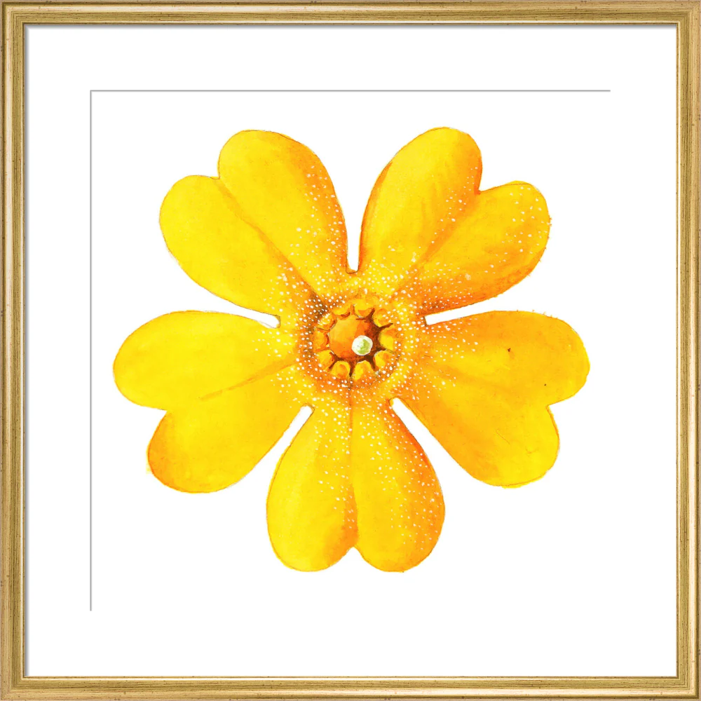 Primula bulleyana Flower by Lillian Snelling - Image 10