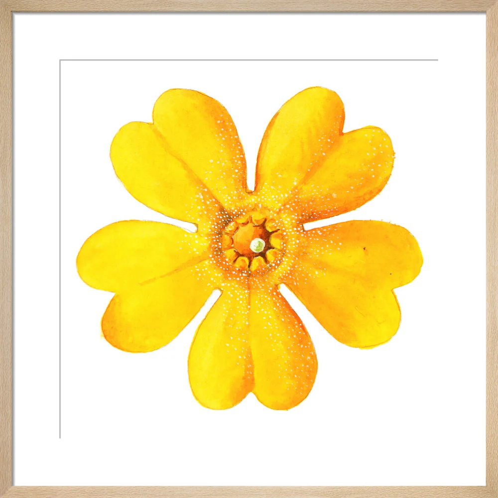 Primula bulleyana Flower by Lillian Snelling - Image 11