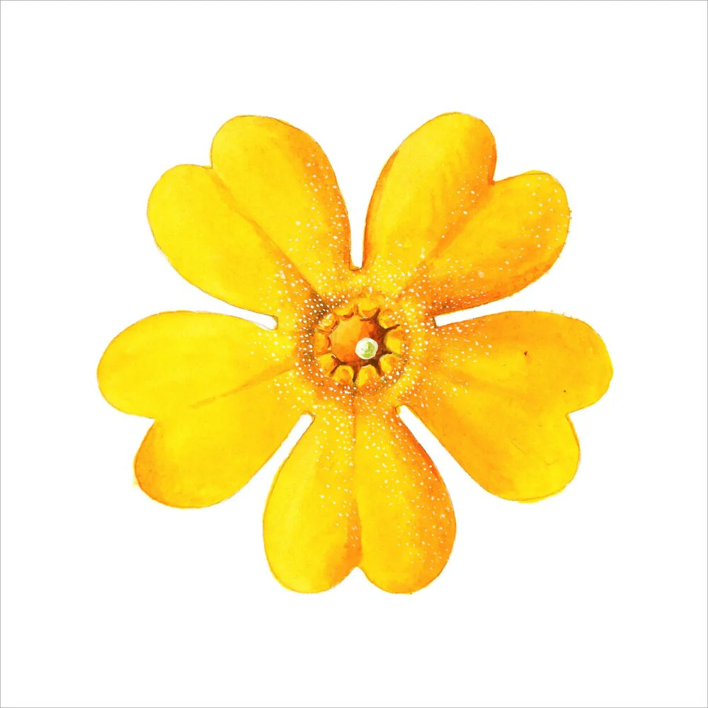 Primula bulleyana Flower by Lillian Snelling - Image 12