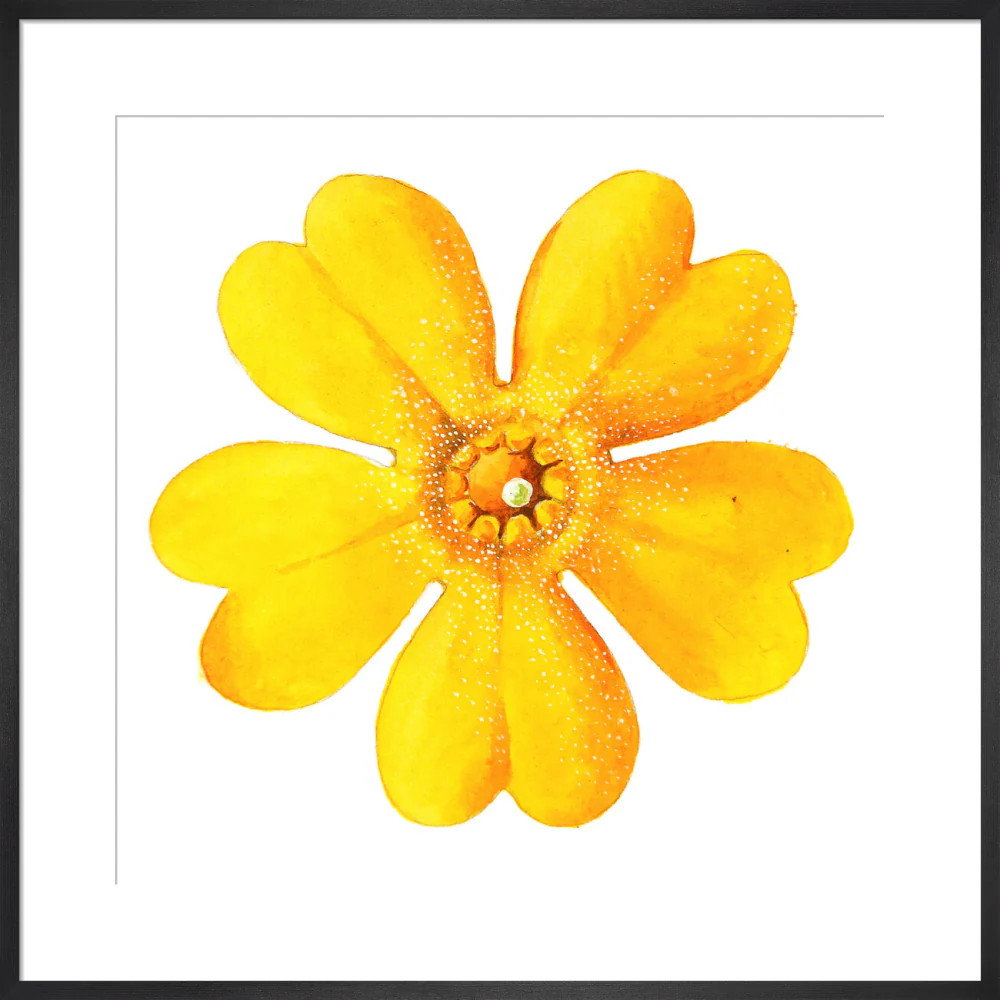 Primula bulleyana Flower by Lillian Snelling - Image 13