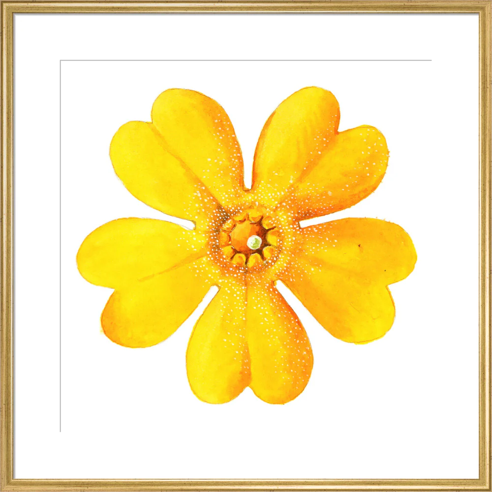 Primula bulleyana Flower by Lillian Snelling - Image 15