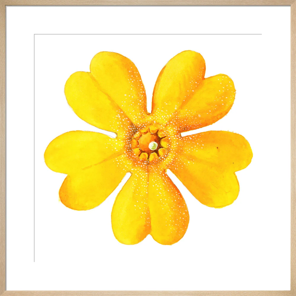 Primula bulleyana Flower by Lillian Snelling - Image 16