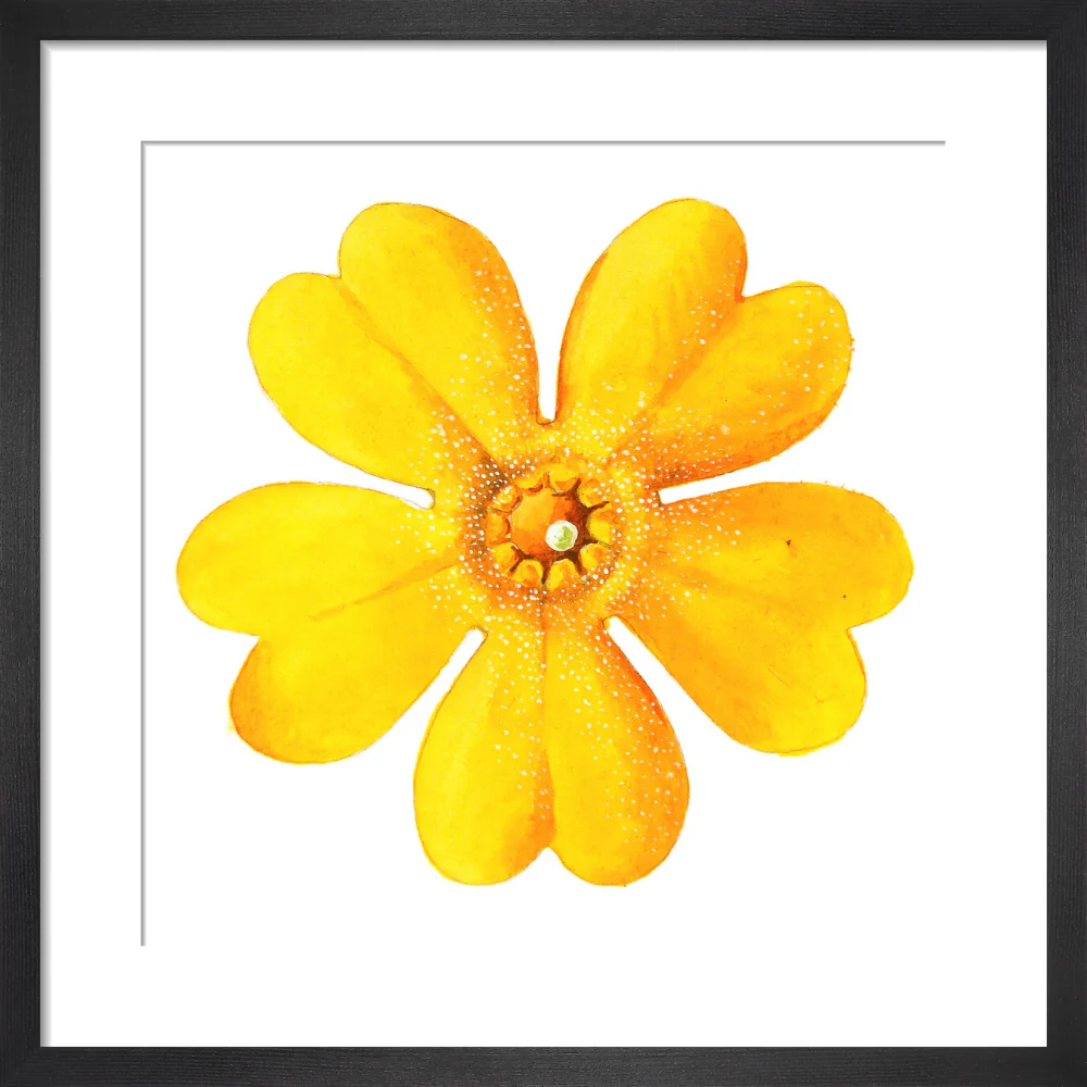 Primula bulleyana Flower by Lillian Snelling - Image 3