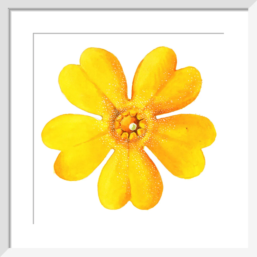 Primula bulleyana Flower by Lillian Snelling - Image 4